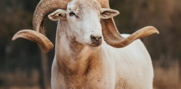 Matanah Meadows Farms CA | Farm Stay USA