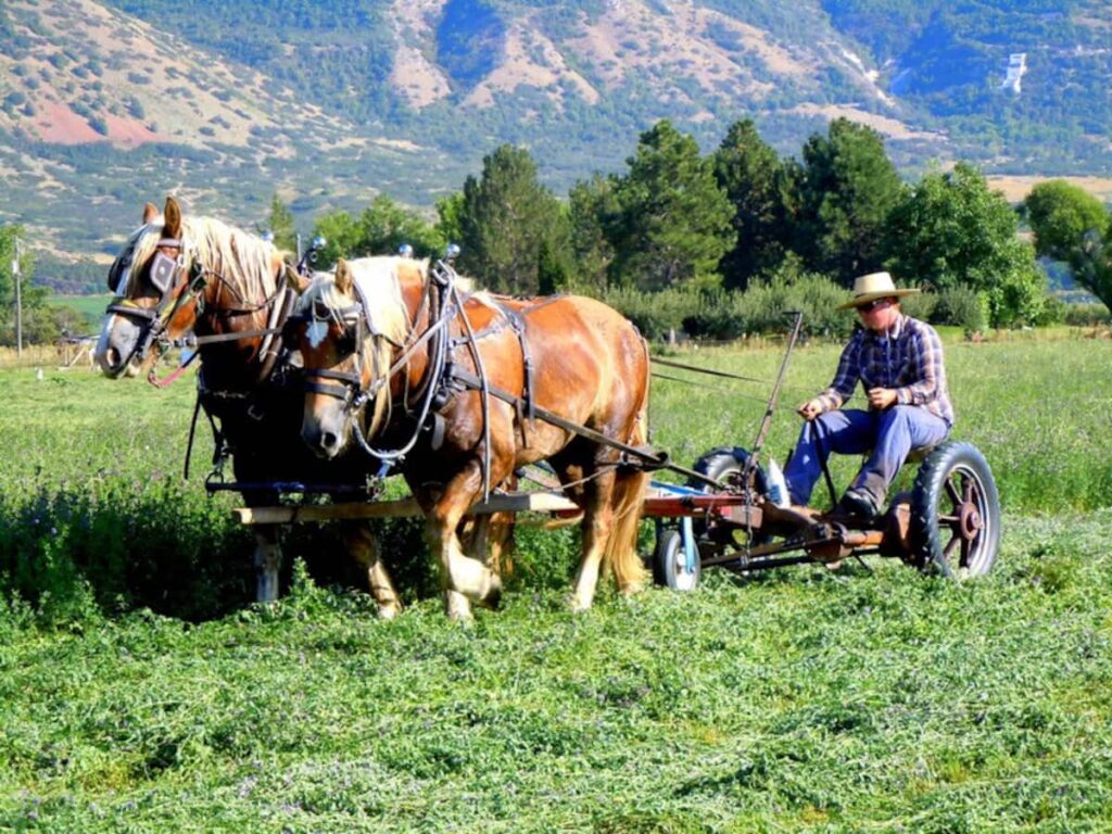 Kidman Family Farm UT | Farm Stay USA