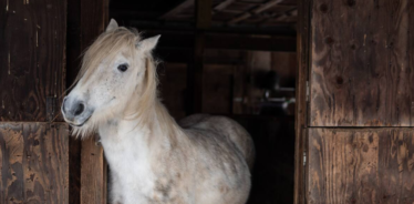 a white horse in a barn