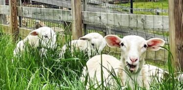Huckleberry Flynn Farm TN | Farm Stay USA
