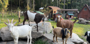 goats on rocks with a few barn buildlings in the background and forest