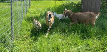 Petunia Acres NY | Farm Stay USA