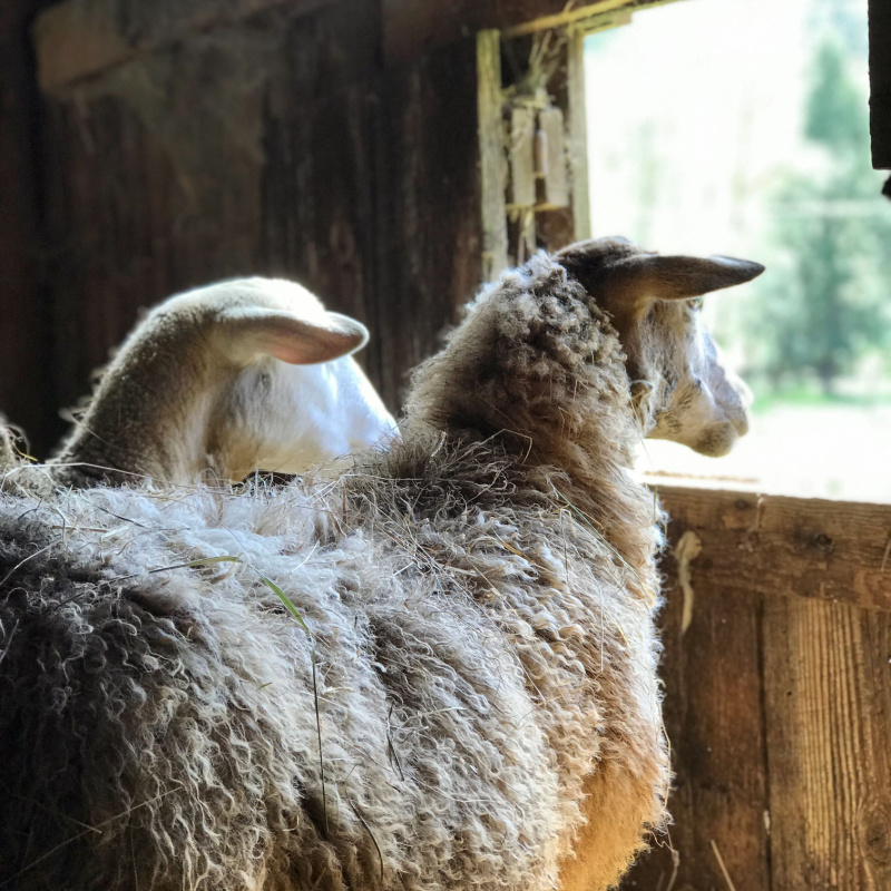 two sheep look out a barn window