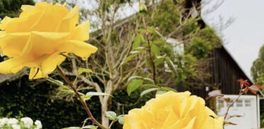 two yellow roses and a brown barn in the background