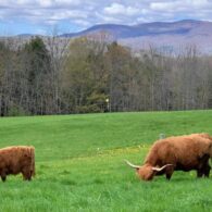 Shat Acres Venus and Shat Acres Nilla enjoying good Spring grass.