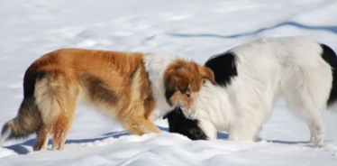 2 collies playing in snow