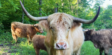cows with shaggy hair in a forest