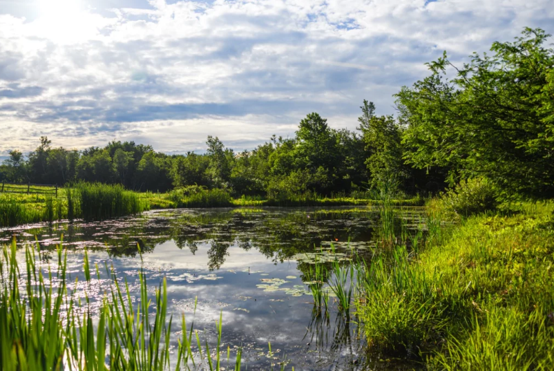 a pond with forest surrounding it