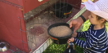 little girl feeding animals