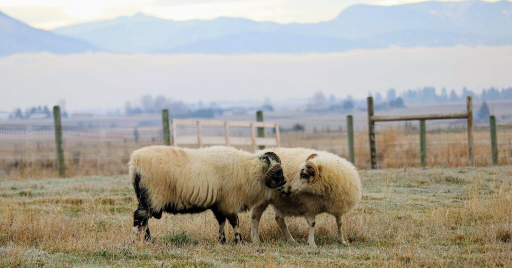 sheep at blooming joy farm