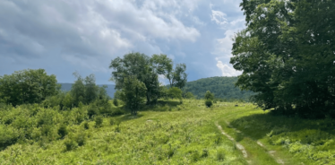 pasture with forest and some hills in the background