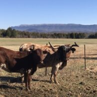 Bovines and beauty