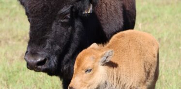 Baby bison and mom