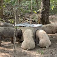 hog heaven