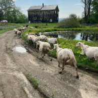 sheep on a walk