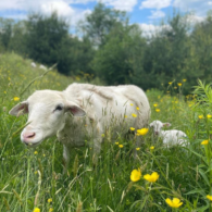 Ewe and lamb