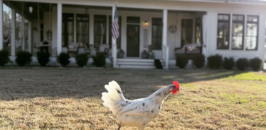 a chicken in front of a white house