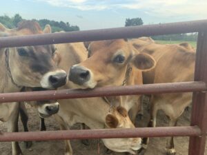 Dairy cows at fence