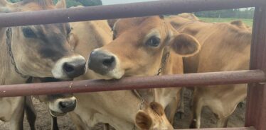 Dairy cows at fence