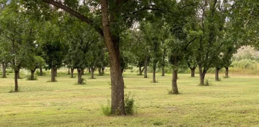 Pecan orchard view