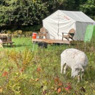 We love to graze right past our Tentrr Signature campsite, too!