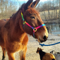 Bunny the mule has added another species to our collection of friendly animals.