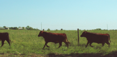 cows grazing on a green field