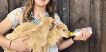 bottle feedings goat kids