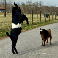 Miniature goats love kisses, treats, walks and provide endless entertainment.