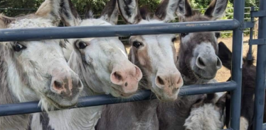 a row of donkeys at a gate