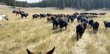 cattle drive in a field with trees surrounding