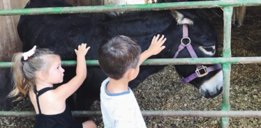 kids petting a donkey through a gate