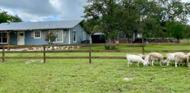 sheep grazing in a pasture with a blue houe in background