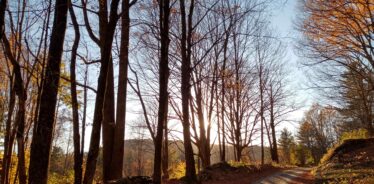 forest with no leaves and a dirty road