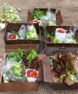 boxes of fruits and vegetables for a csa