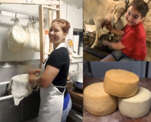 photo collage: someone making cheese, another girl milking a sheep and cheese rounds stacked on each other