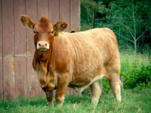 a red cow in front of a building