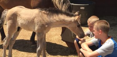 two kids with shaved heads petting a foal and a horse