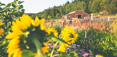 a flower garden with a red farm building in background