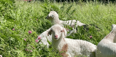 lambs in a pasture