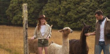 a couple with 2 alpacas