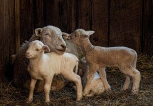 ewe and lambs