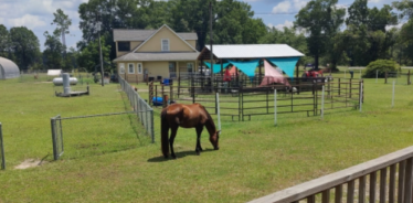 horse in front of a porch ieating grass