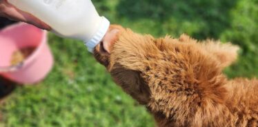 bottle feeding a calf