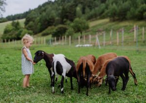 a little girl feeding some goats in a green pasture