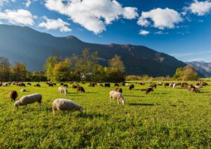 pasture with sheep and mountains