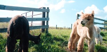 alpacas grazing in a pasture