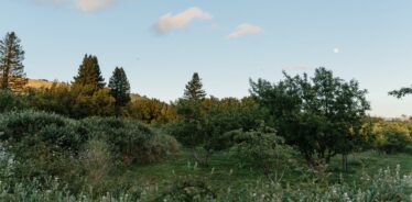 bushes and flowers and trees and a blue sky