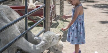 white alpacas sticking their heads out of the bottom of a gate to be fed by a little girl in a blue dress