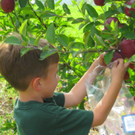 It's apple harvest time in the orchards.